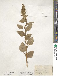 Amaranthus retroflexus image