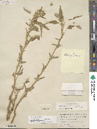 Amaranthus retroflexus image