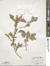 Amaranthus retroflexus image