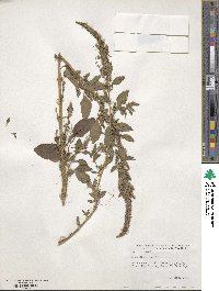 Amaranthus retroflexus image