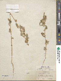 Amaranthus retroflexus image