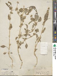 Amaranthus retroflexus image