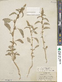 Amaranthus retroflexus image