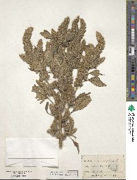 Amaranthus retroflexus image