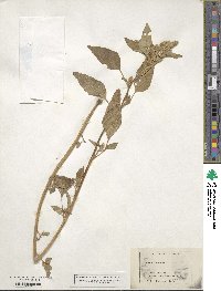 Amaranthus retroflexus image