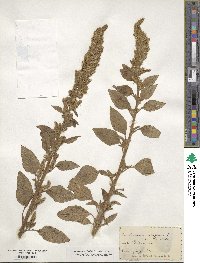 Amaranthus retroflexus image