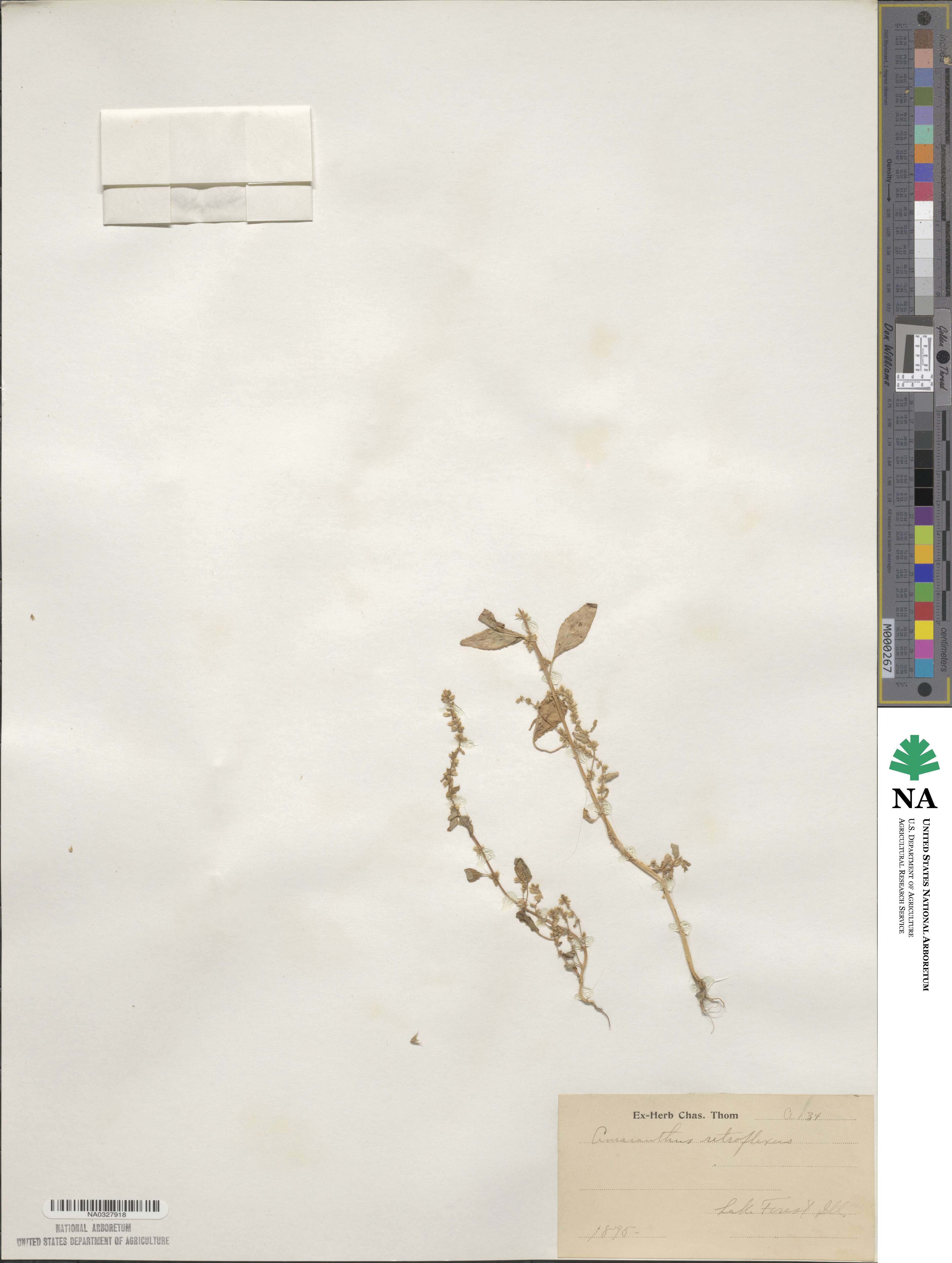 Amaranthus retroflexus image