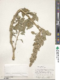 Amaranthus retroflexus image