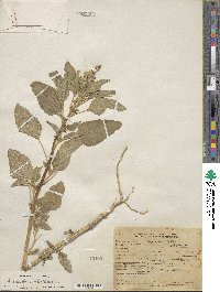 Amaranthus retroflexus image