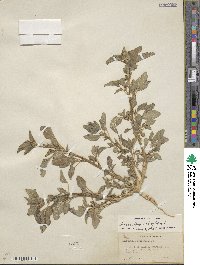 Amaranthus retroflexus image