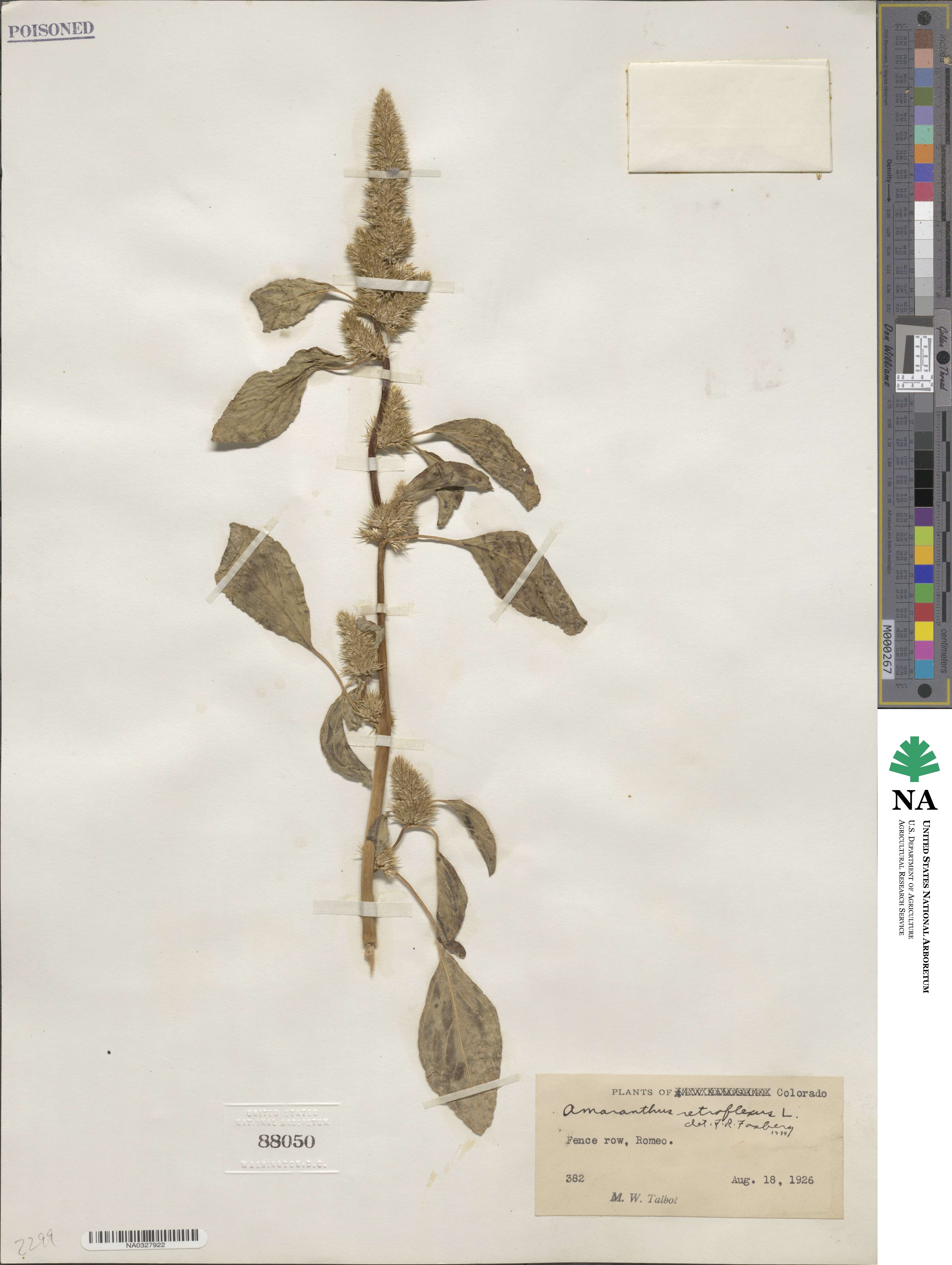 Amaranthus retroflexus image
