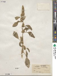 Amaranthus retroflexus image