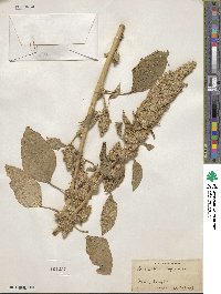 Amaranthus retroflexus image