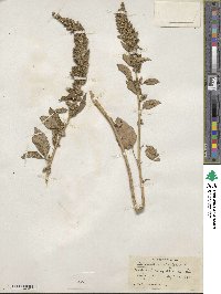 Amaranthus retroflexus image