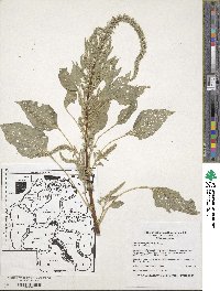 Amaranthus palmeri image