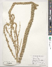 Amaranthus palmeri image