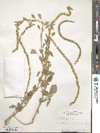 Amaranthus palmeri image