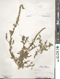 Amaranthus palmeri image