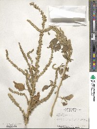 Amaranthus palmeri image