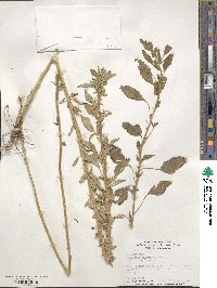 Amaranthus palmeri image