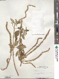 Amaranthus palmeri image