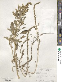 Amaranthus palmeri image