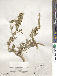 Amaranthus palmeri image