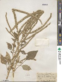 Amaranthus palmeri image