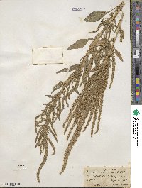 Amaranthus palmeri image