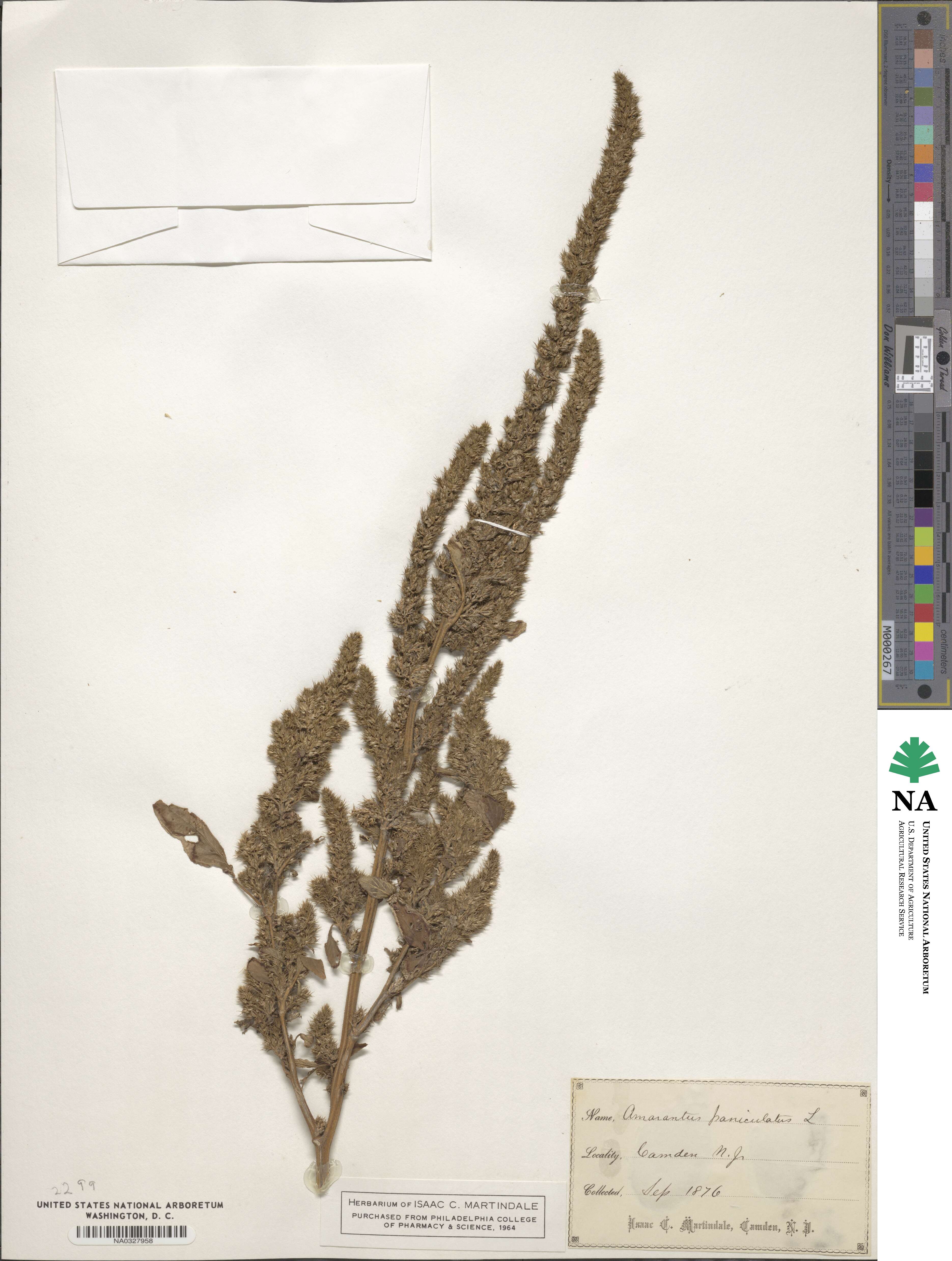 Amaranthus paniculatus image