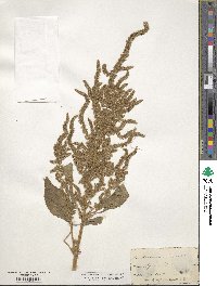 Amaranthus paniculatus image