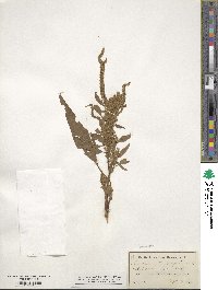 Amaranthus paniculatus image