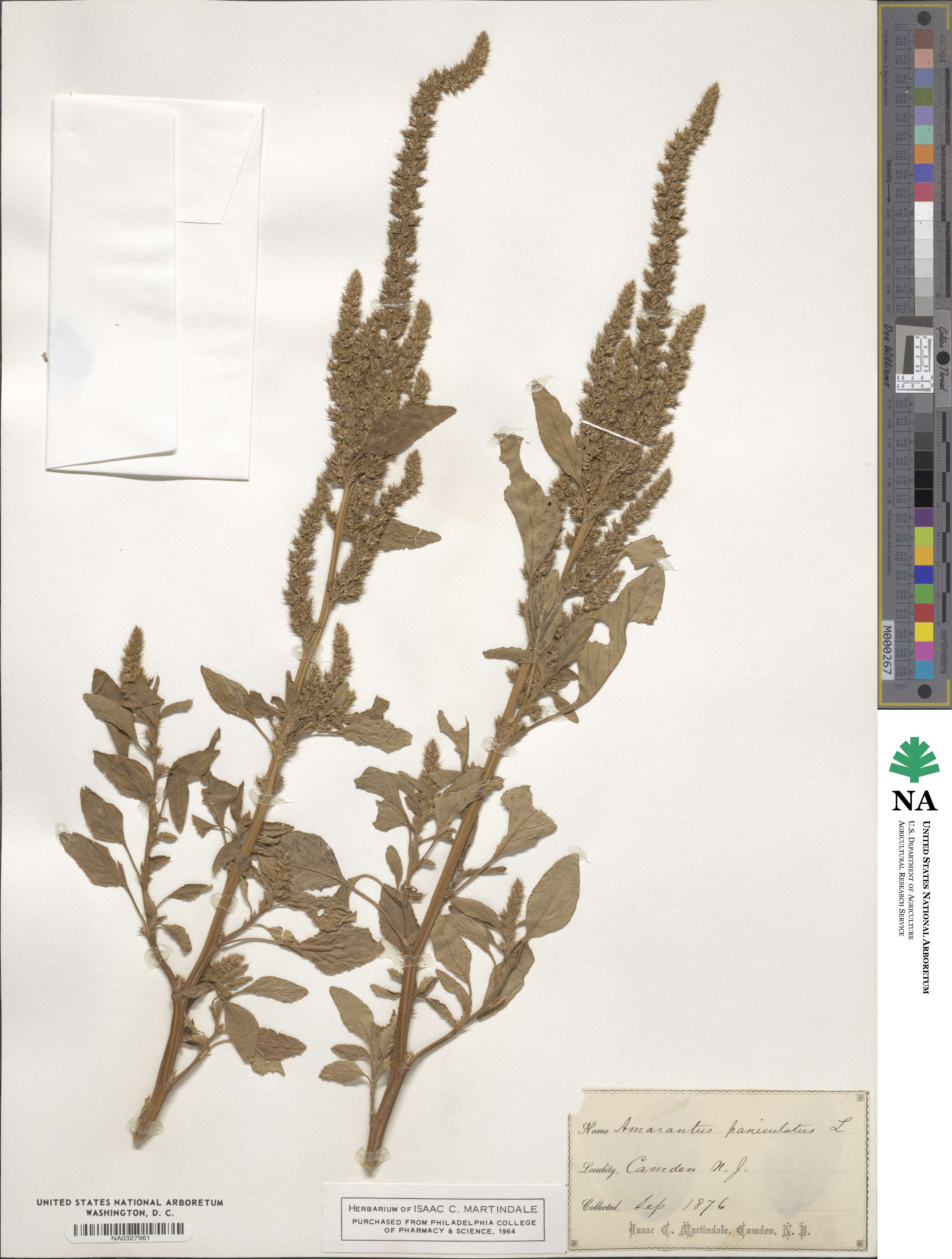 Amaranthus paniculatus image