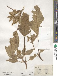 Amaranthus paniculatus image