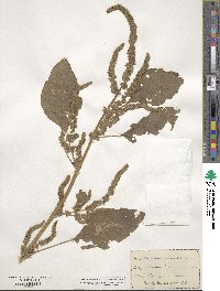 Amaranthus paniculatus image