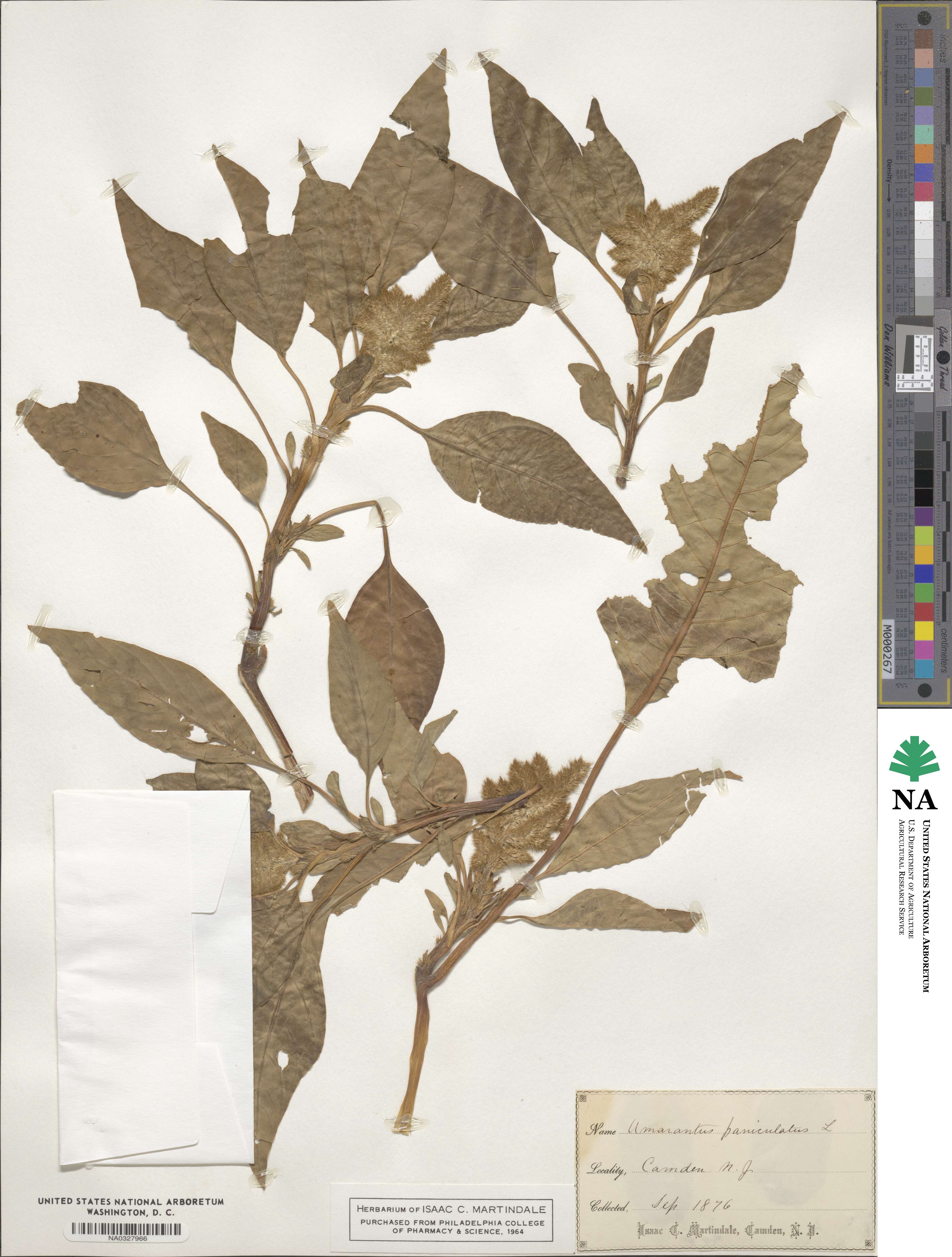 Amaranthus paniculatus image