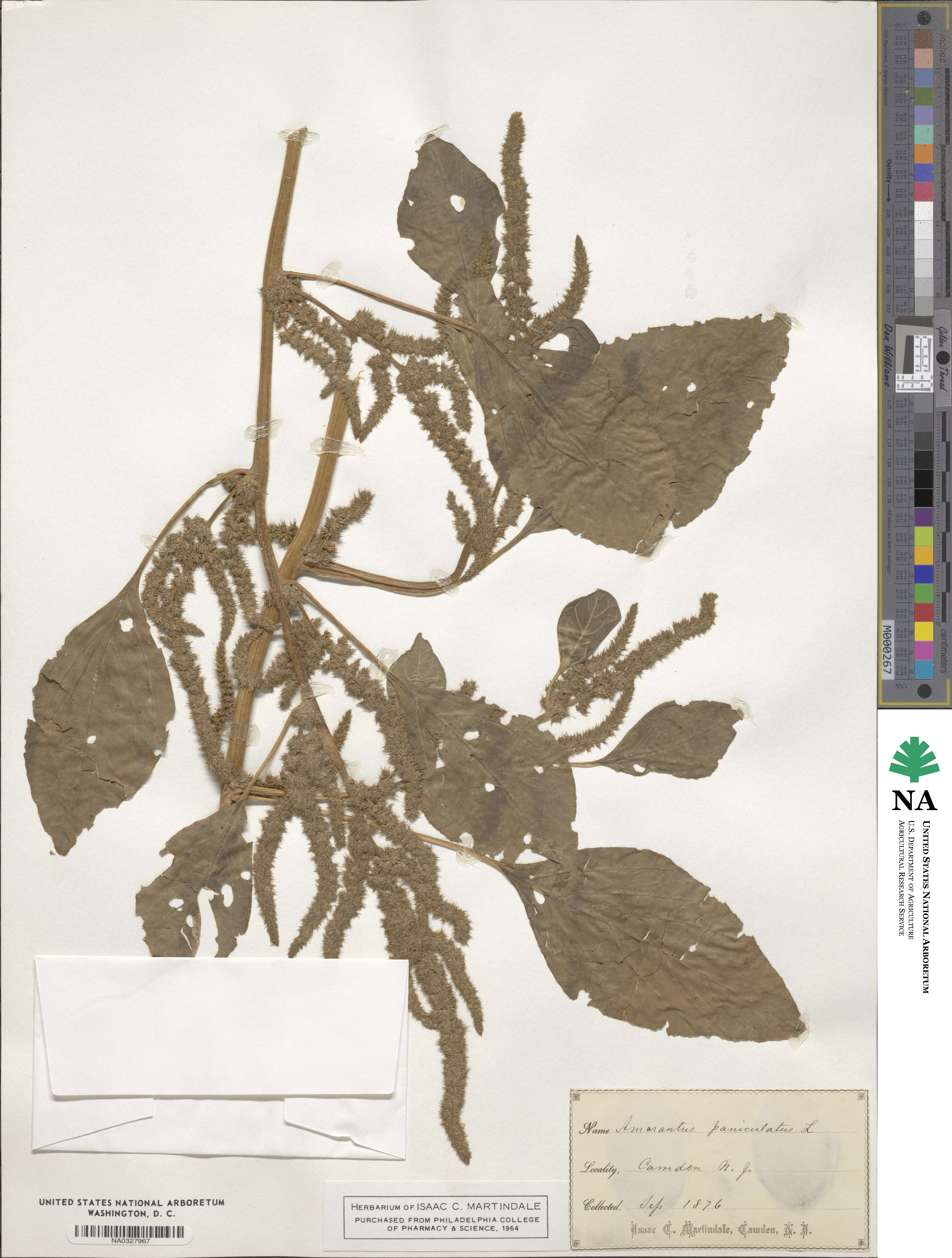 Amaranthus paniculatus image