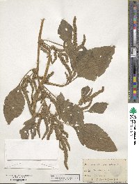 Amaranthus paniculatus image