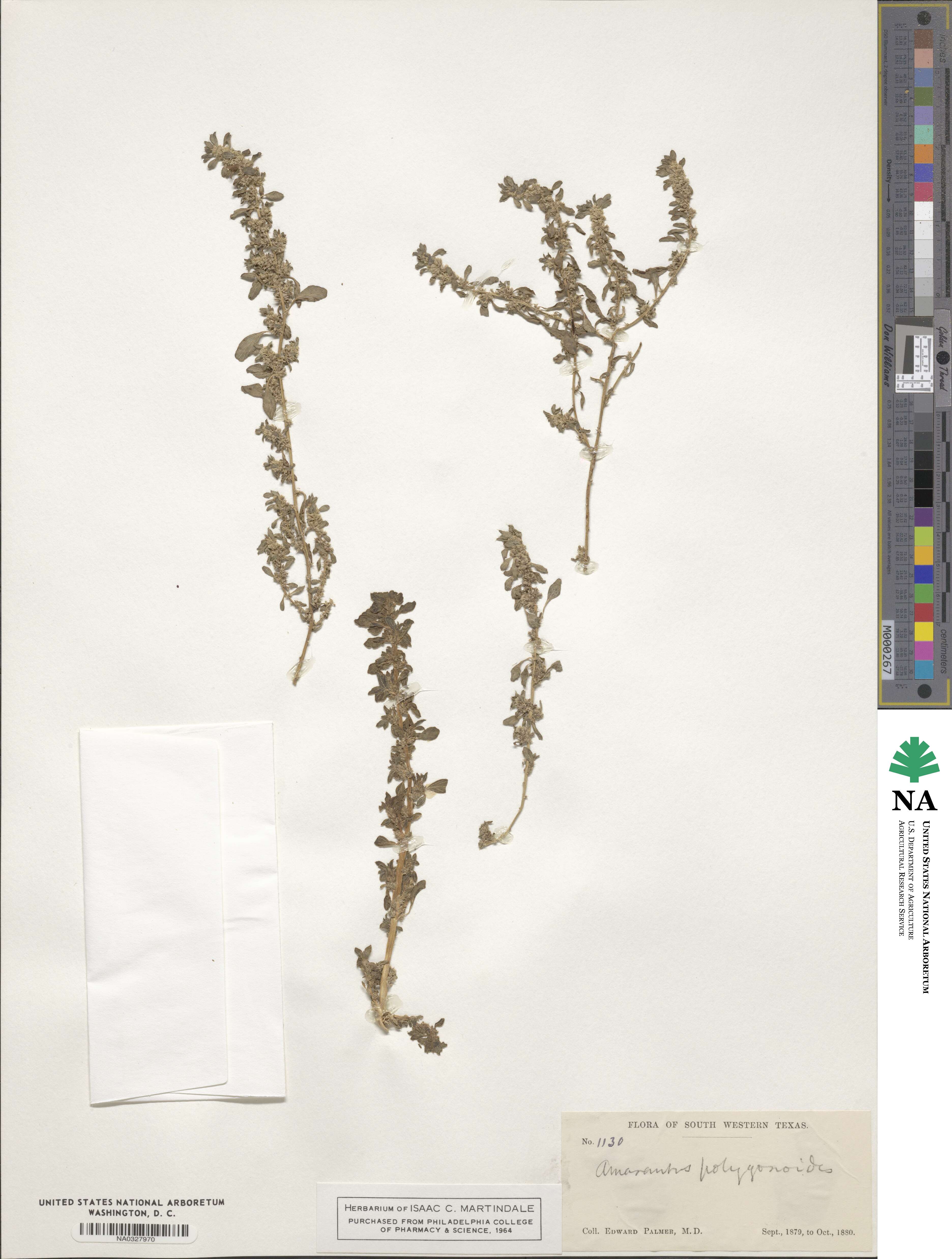 Amaranthus polygonoides image