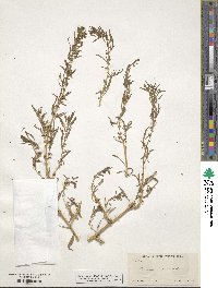 Amaranthus polygonoides image