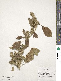 Amaranthus powellii image