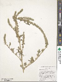 Amaranthus powellii image