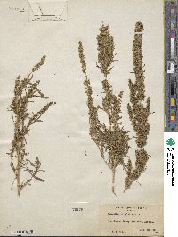 Image of Amaranthus pringlei