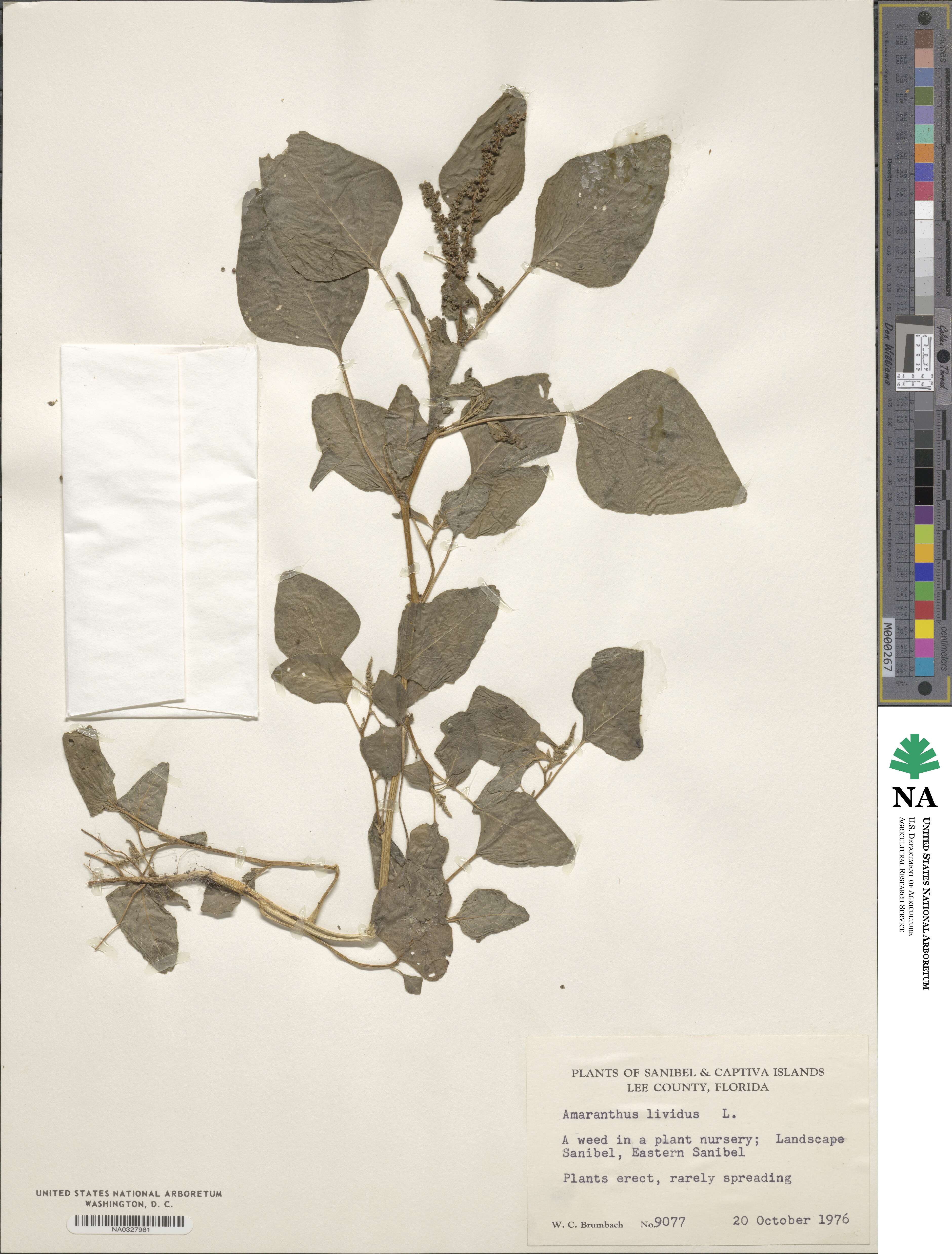 Amaranthus lividus image