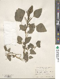 Amaranthus lividus image