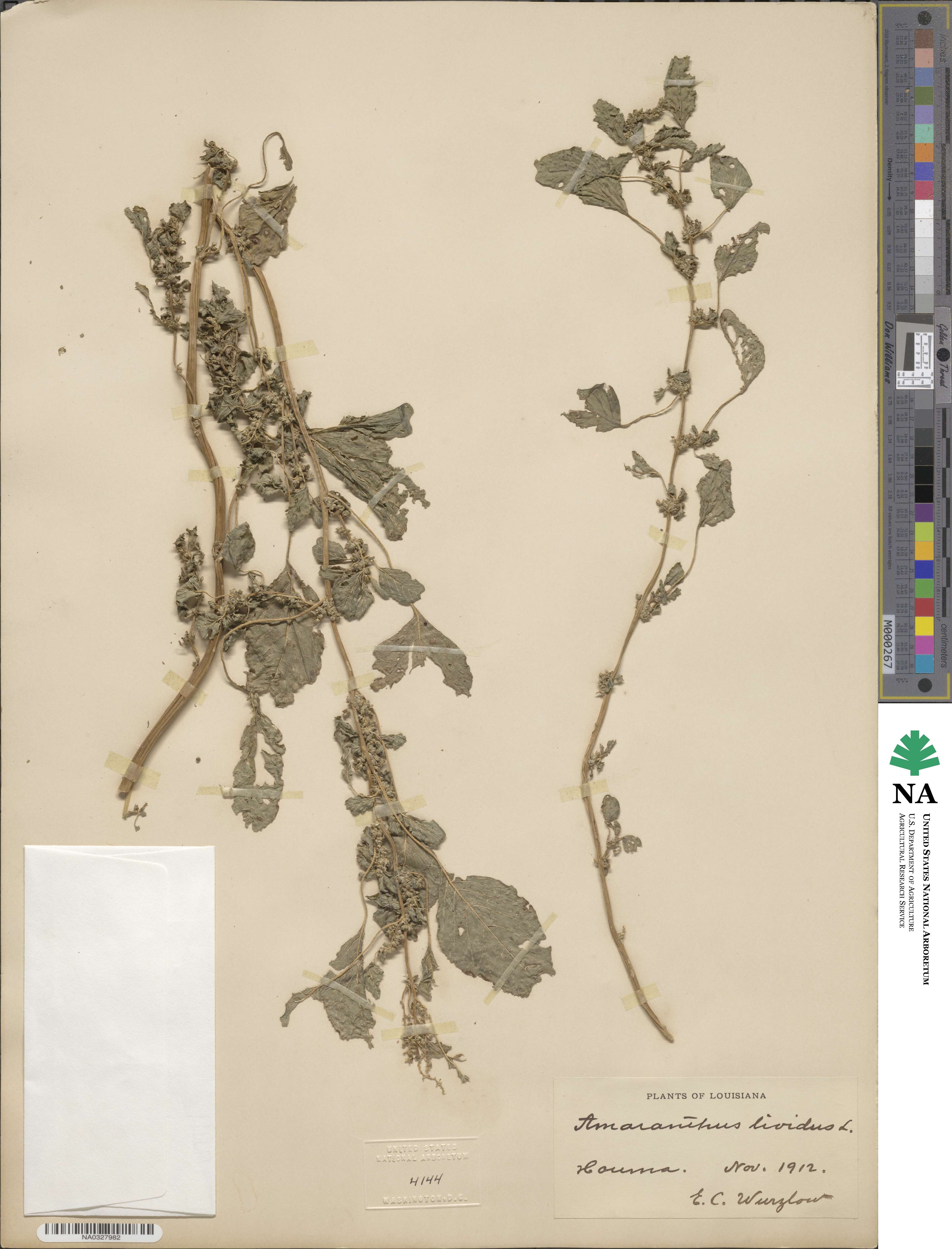 Amaranthus lividus image