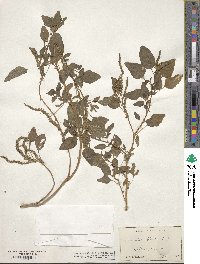 Amaranthus lividus image