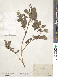 Amaranthus lividus image