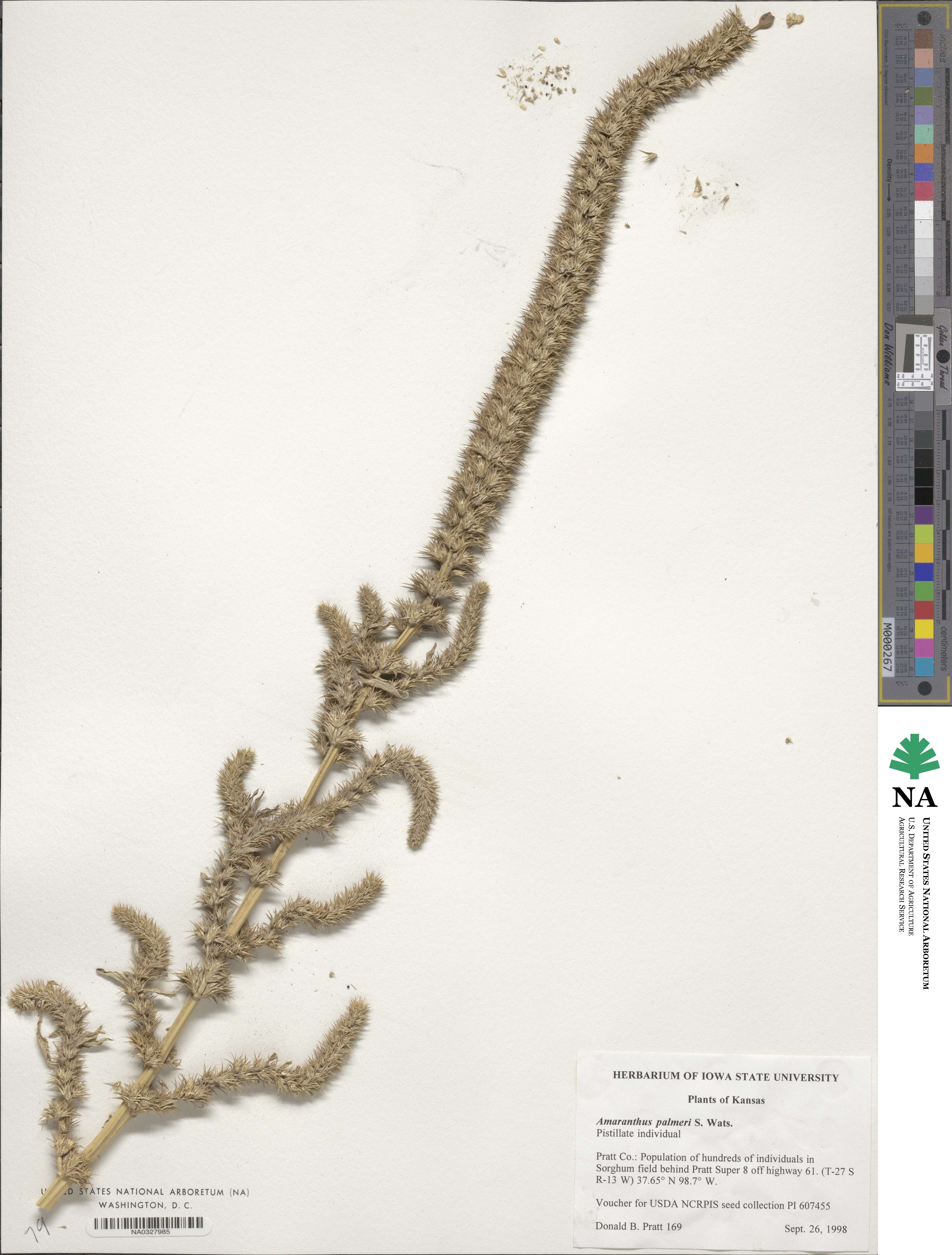 Amaranthus palmeri image