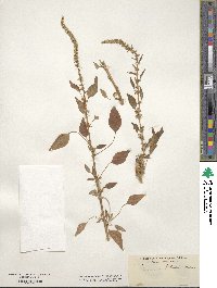 Amaranthus palmeri image